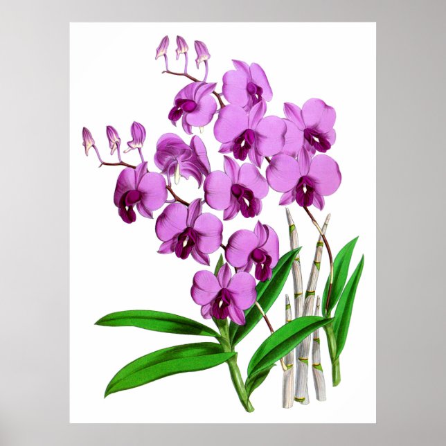 Poster Flor de Orquídea Agenta Roxo-Mauve (Frente)