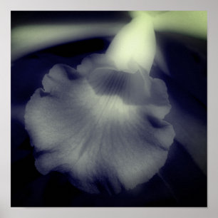 Poster Flor de Orquídea Alto Contraste Preto e Branco