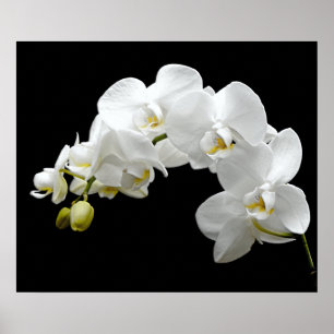 Poster Flor de Orquídea Branca