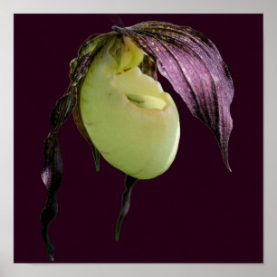 Poster Flor de Orquídea Branca