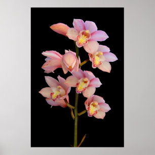 Poster Flor de orquídea rosa