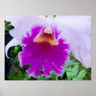 Poster flor de orquídea roxa