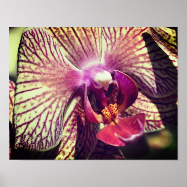 Poster Flor de Orquídea Roxo Fechado Feche-Se (Frente)