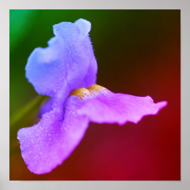 Poster Flor de Orquídea Selvagem (Frente)