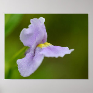 Póster Flor de Orquídea Selvagem Roxo Pequeno