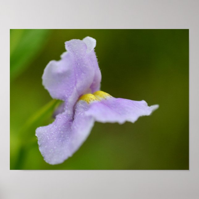 Póster Flor de Orquídea Selvagem Roxo Pequeno (Frente)
