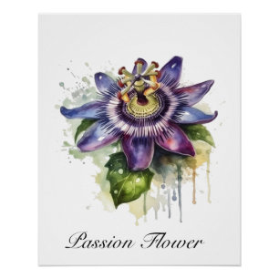 Póster Flor de Paixão Roxa Apaixonada