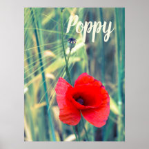 Flor de papoila para jardineiros e presente de ama