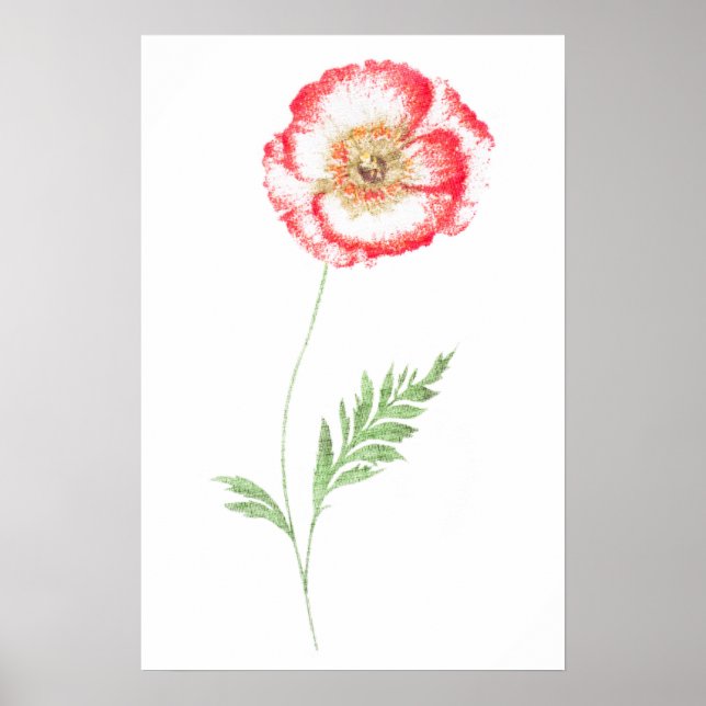 Póster Flor de papoila selvagem (Frente)