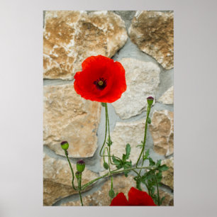 Póster flor de papoila solteiro e parede de pedra atrás d