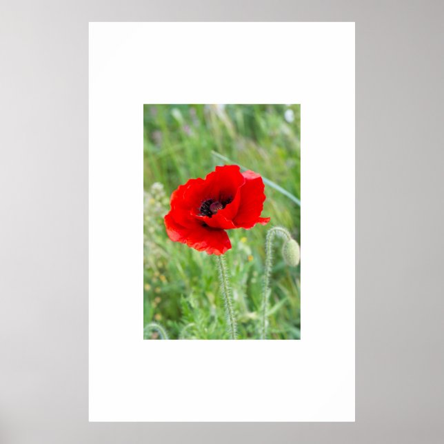 Poster Flor de papoila-vermelha (Frente)