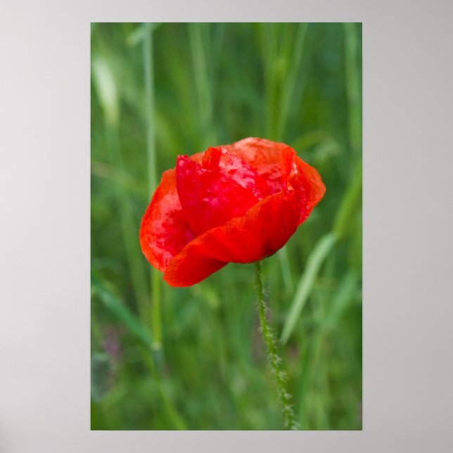 Poster Flor de papoila vermelha selvagem (Frente)