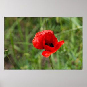 Poster flor de papoila vermelha selvagem