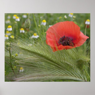Póster Flor de papoula vermelha, Toscana, Itália