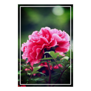 Póster Flor de Pedônia Rosa no Jardim-33333
