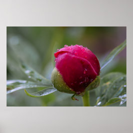 Poster Flor de Peônia em Broto Após a Fotografia d