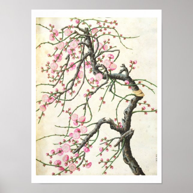 Poster Flor de pêssego (cor no papel) (Frente)