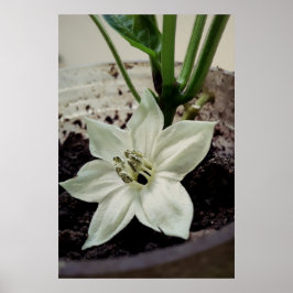 Poster flor de pimentão