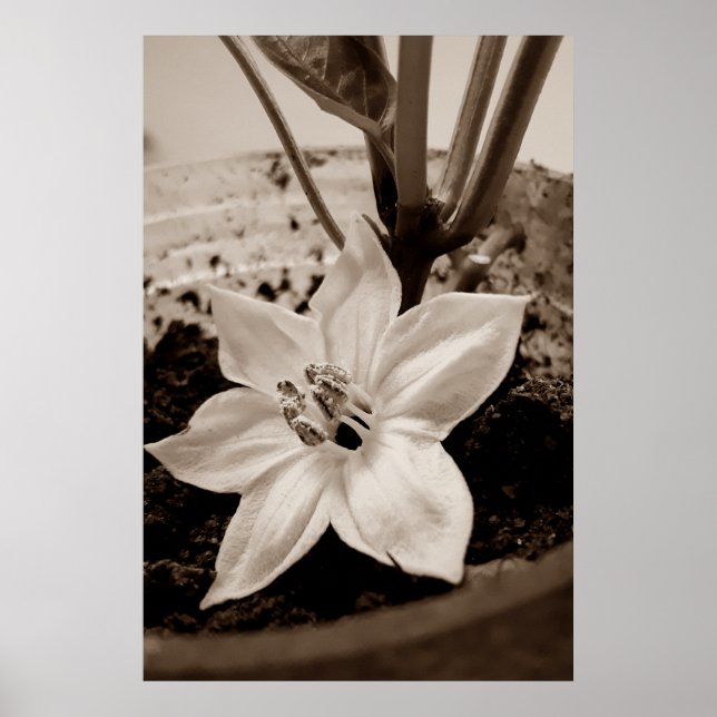Poster flor de pimentão - old (Frente)
