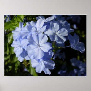 Poster Flor de Plumbago Azul Havaiano