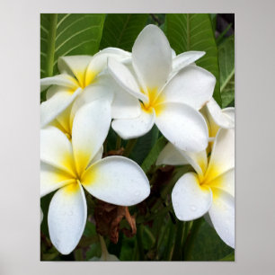 Poster Flor de Plumeria Branca