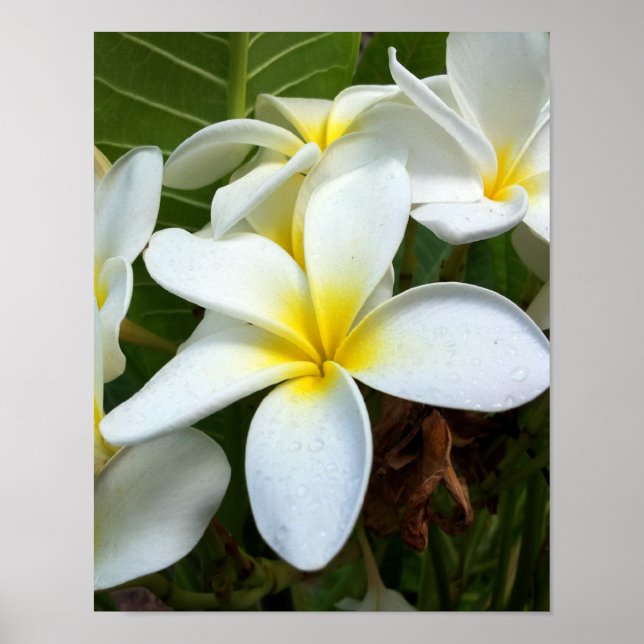 Poster Flor de Plumeria Branca (Frente)