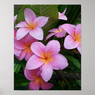 Póster Flor de Plumeria Rosa