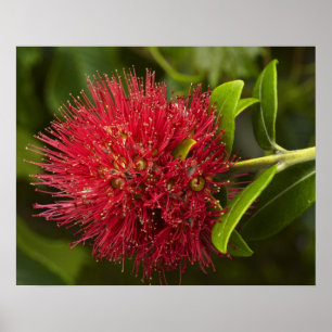 Póster Flor de Pohutukawa, Dunedin