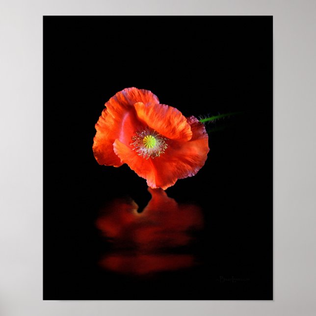 Poster Flor de Poppy Vermelho (Frente)