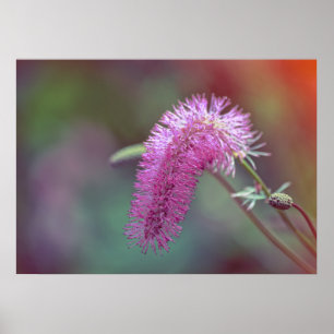 Poster Flor de prado violeta