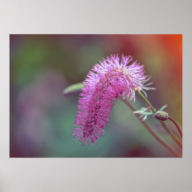 Poster Flor de prado violeta (Frente)