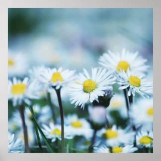 Poster flor de primavera daisy