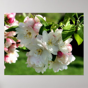 Poster Flor de Primavera primitivo Blossomas de maçã de a