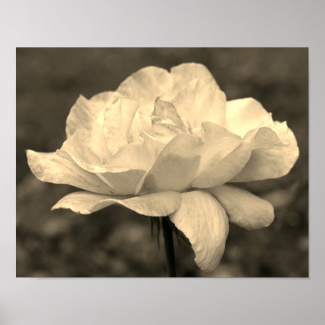 Poster Flor De Rosa Celestial Na Ponta Sepia (Frente)