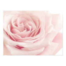 Flor de Rosa de rosa claro - Flor de Rosas