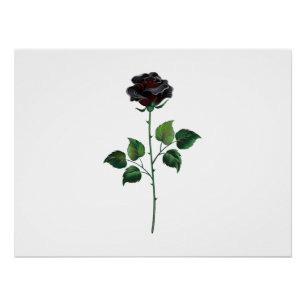 Póster Flor de rosa preta