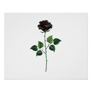 Póster Flor de rosa preta