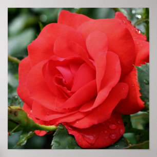 Póster Flor de Rosa Vermelha em Flor com Gotículas de Chu