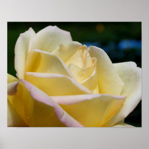 Poster Flor de Rosebud Amarelo