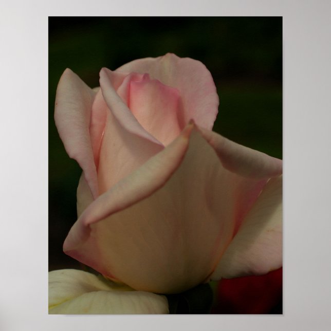 Poster Flor de Rosebud inclinado (Frente)