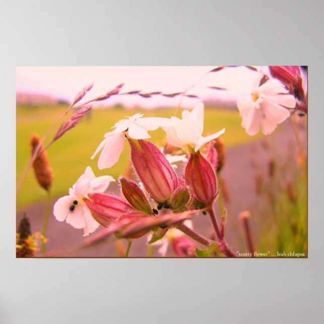 Póster flor de scotty (Frente)