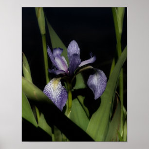 Poster Flor de Sinalizador Azul Iris