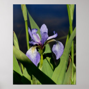 Poster Flor de Sinalizador Azul Iris