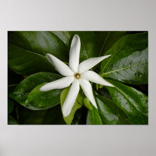 Póster Flor de Tiare