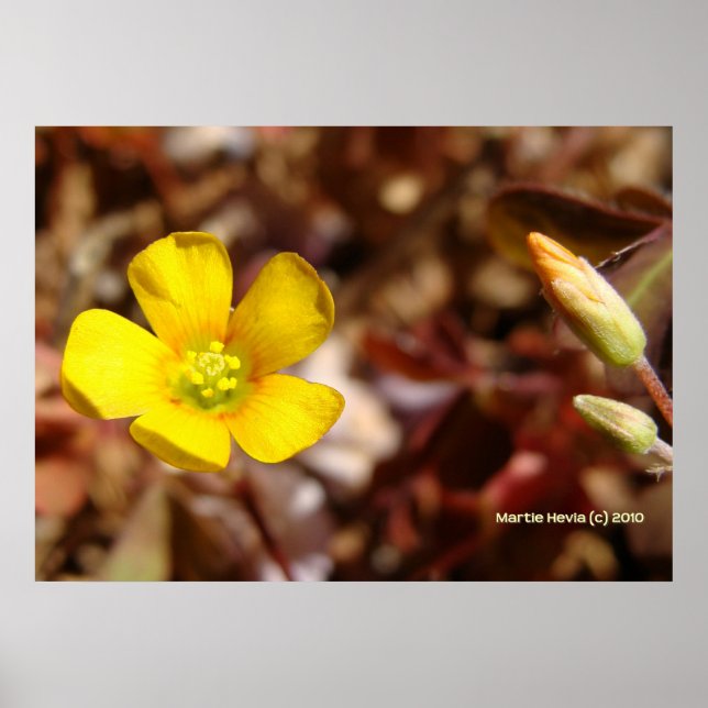 Póster Flor de Trevo Vermelho (Frente)