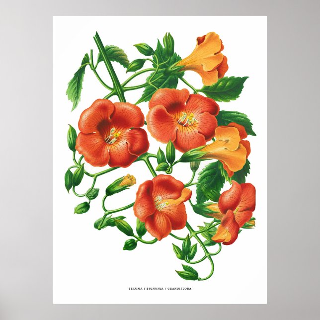 Poster Flor de Trompete Laranja Vintage (Frente)