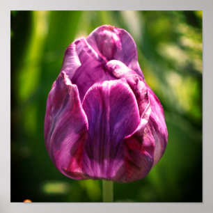 Poster Flor de Tulipas Roxo