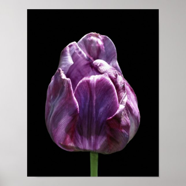 Poster Flor de Tulipas Roxo (Frente)