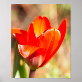Poster Flor de Tulipas Vermelhas