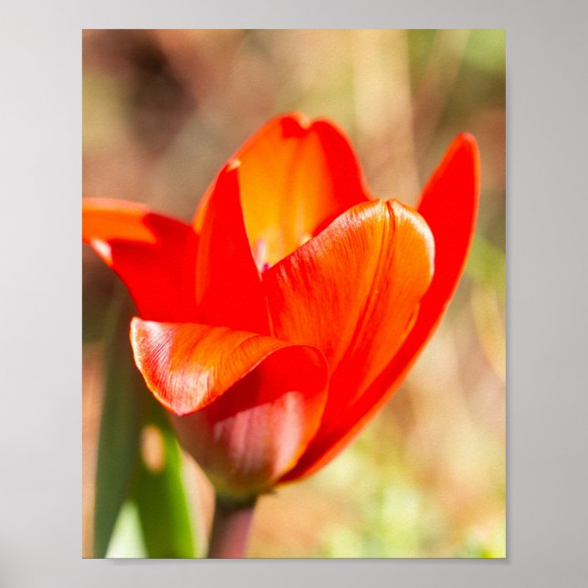 Poster Flor de Tulipas Vermelhas (Frente)
